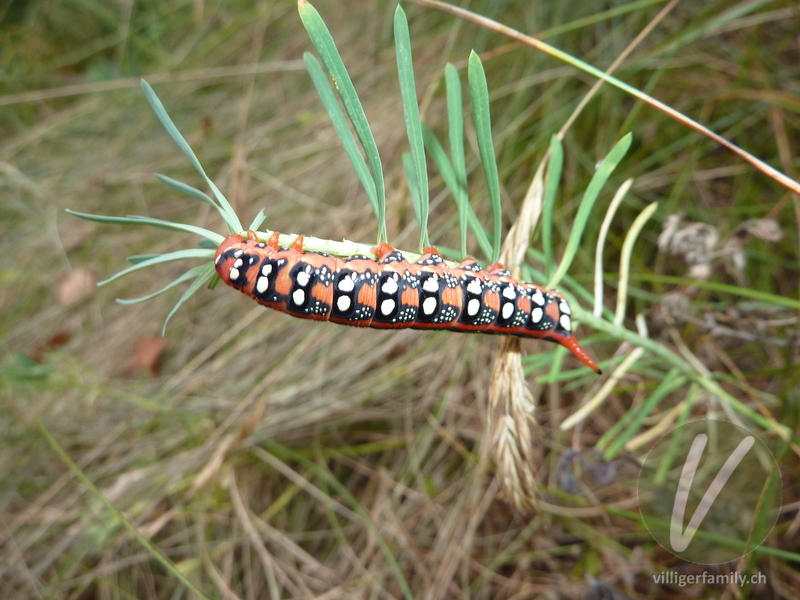 Wolfsmilchschwärmer: 