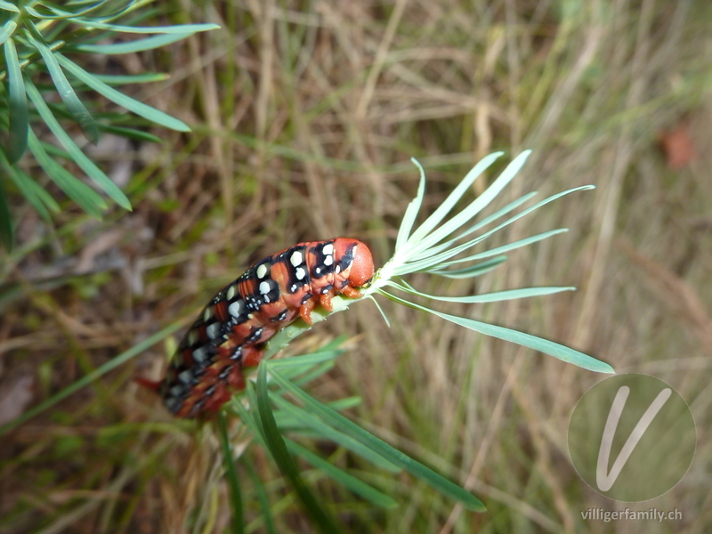 Wolfsmilchschwärmer: 