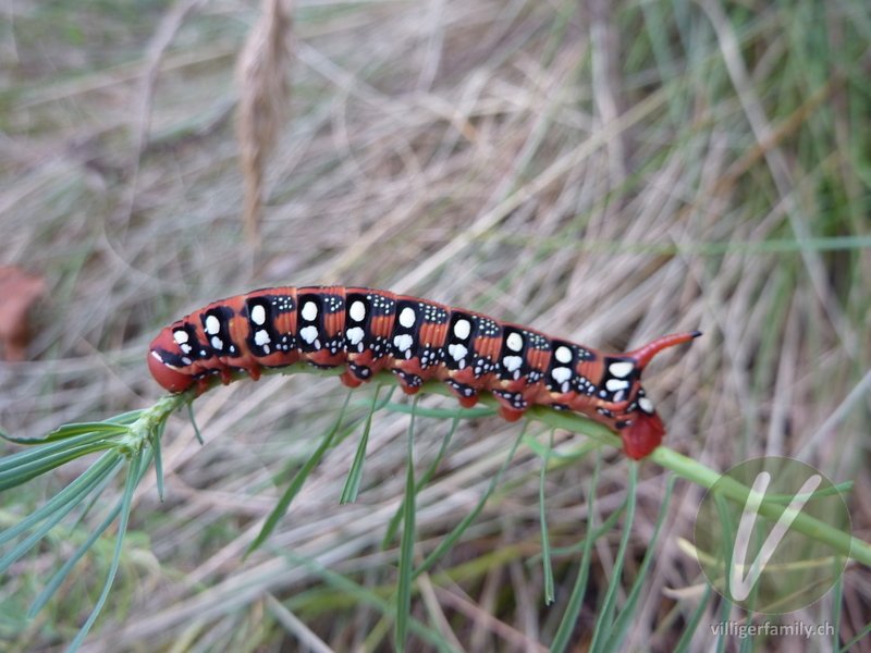 Wolfsmilchschwärmer: 