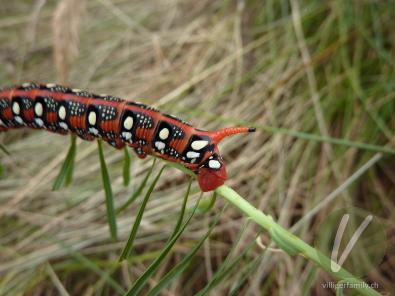 Wolfsmilchschwärmer: 