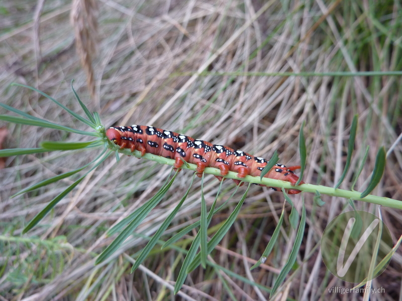 Wolfsmilchschwärmer: 