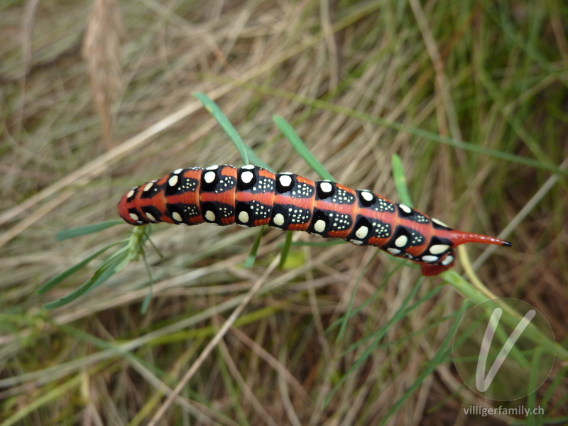 Wolfsmilchschwärmer: 