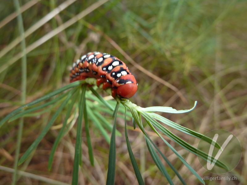 Wolfsmilchschwärmer: 