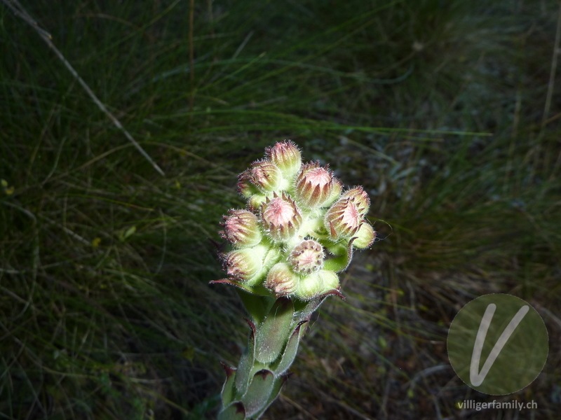 Berg-Hauswurz: Blüten