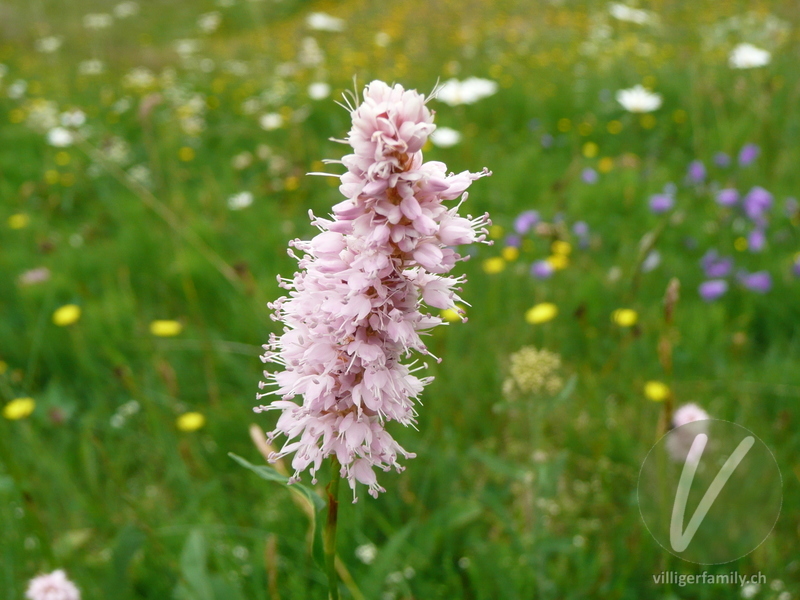 Schlangen-Knöterich: Blüten