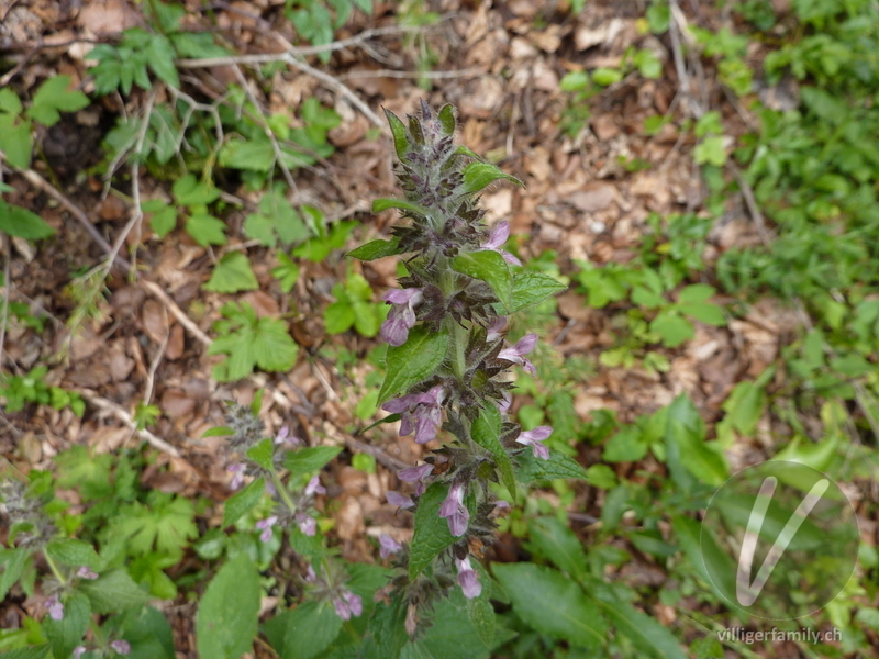 Gewöhnliche Schwarznessel: Blüten, Gesamtbild