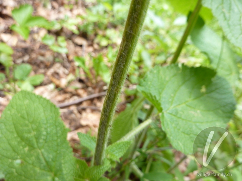 Gewöhnliche Schwarznessel: Stengel