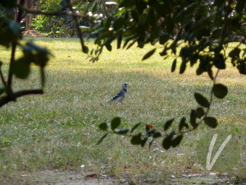 Blauhäher: 