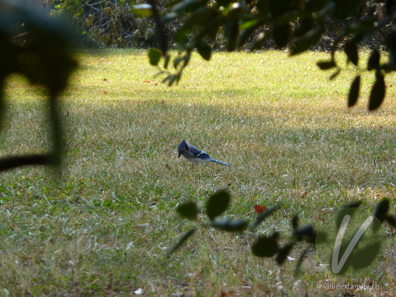 Blauhäher: 