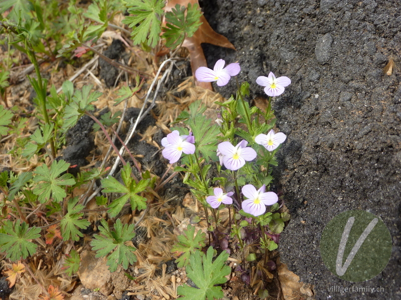 Amerikanisches Feld-Stiefmütterchen: Blüten, Gesamtbild