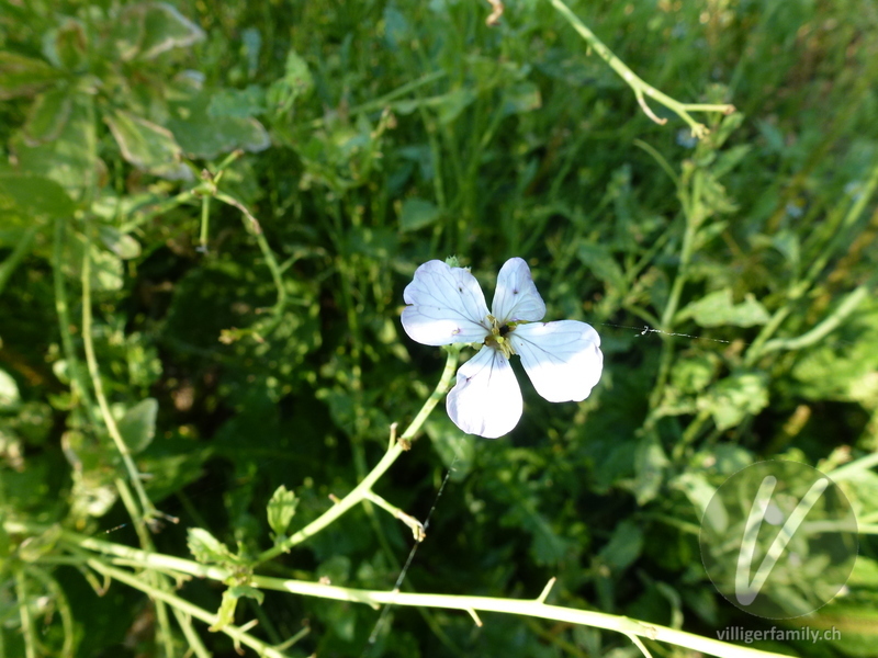 Garten-Rettich: Blüten