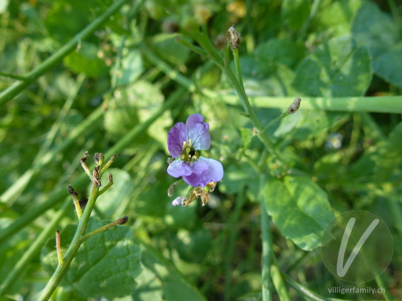 Garten-Rettich: Blüten