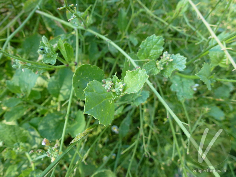 Garten-Rettich: Blätter