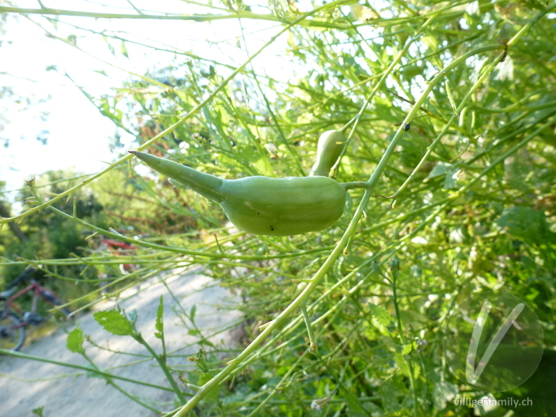 Garten-Rettich: Früchte