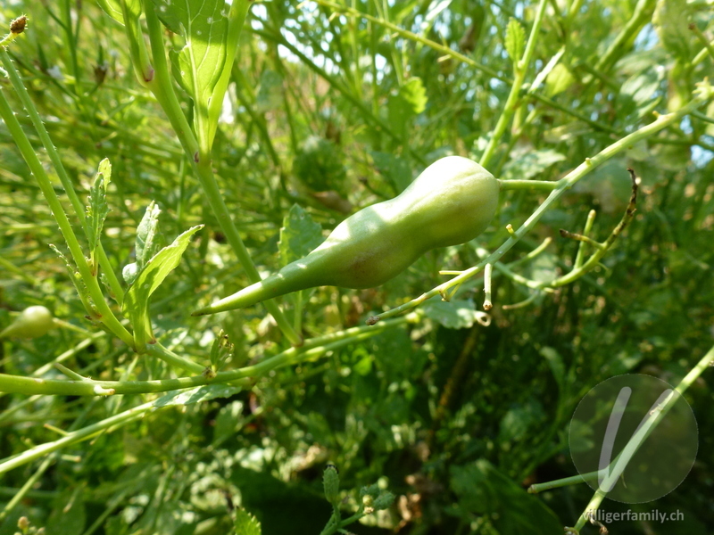 Garten-Rettich: Früchte