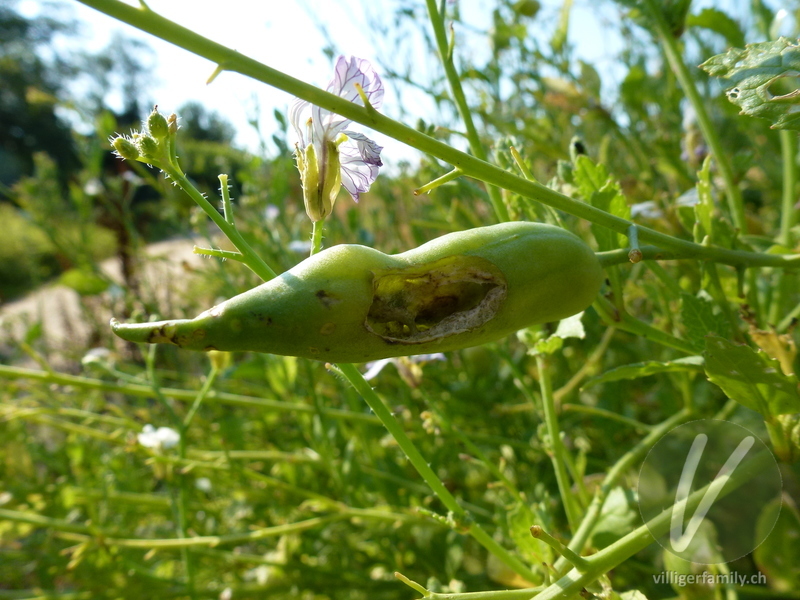 Garten-Rettich: Früchte