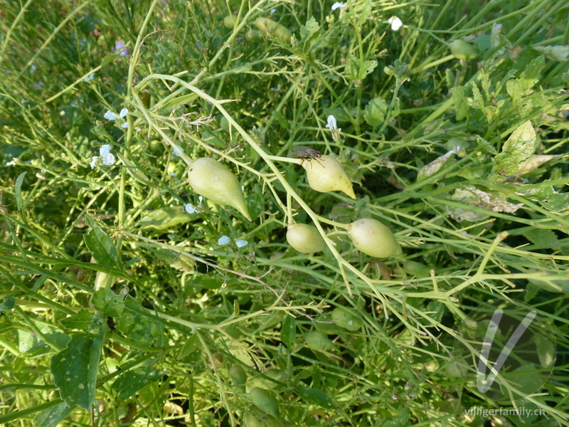 Garten-Rettich: Früchte