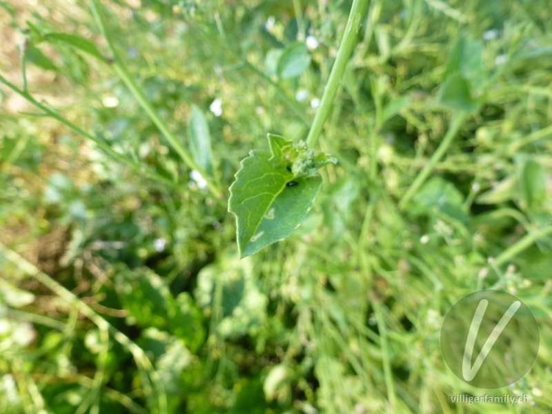 Garten-Rettich: Blätter