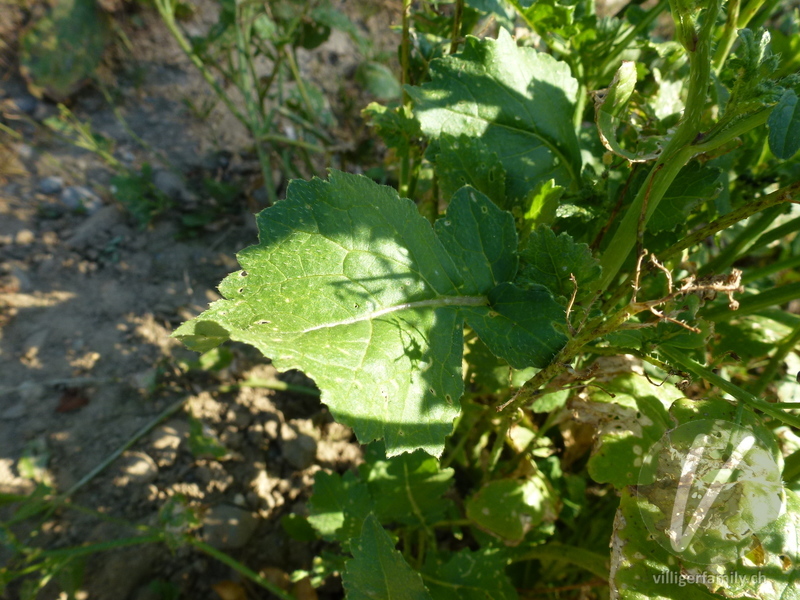 Garten-Rettich: Blätter
