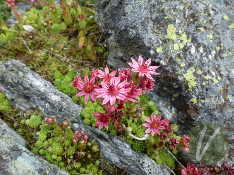 Spinnweb-Hauswurz: Blüten