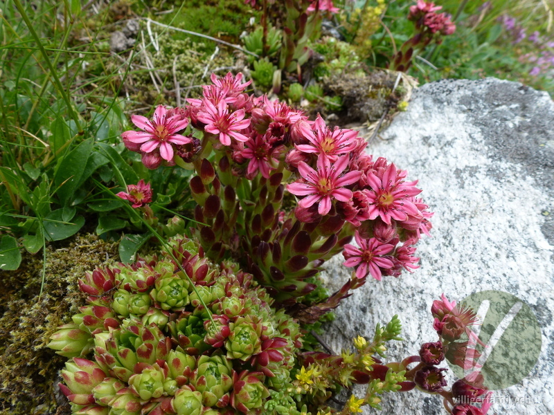 Spinnweb-Hauswurz: Blüten, Gesamtbild