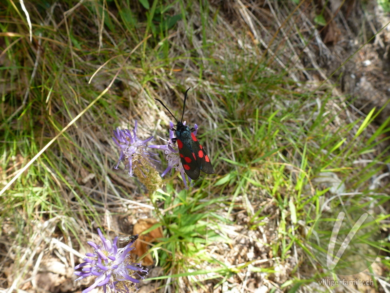 Klee-Widderchen: 