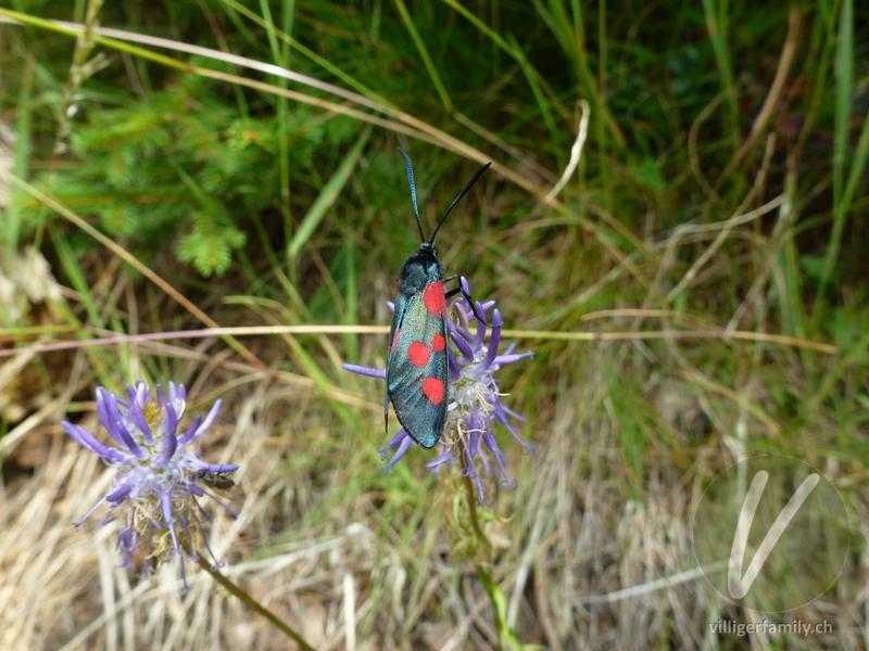 Klee-Widderchen: 