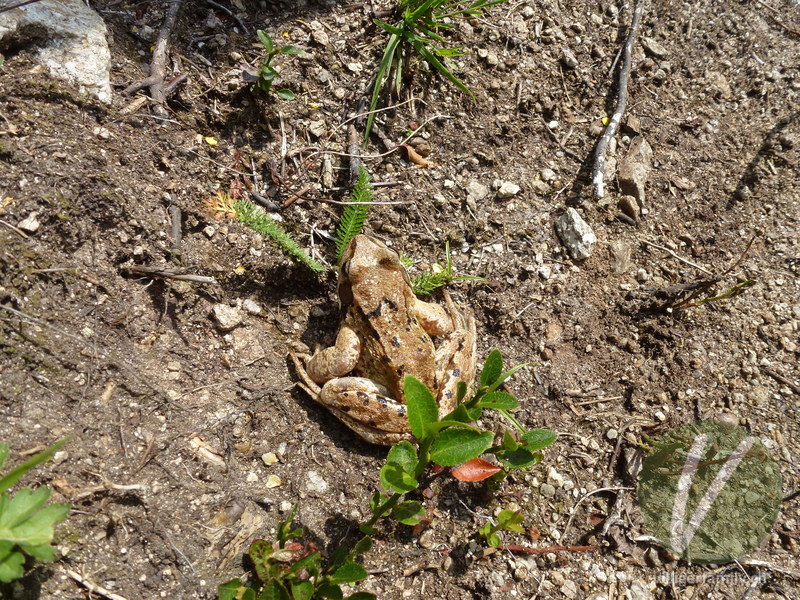 Springfrosch: 