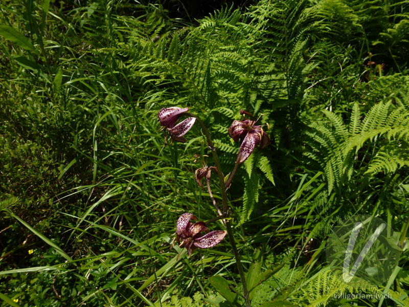 Türkenbund: Blüten