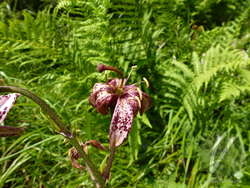 Türkenbund: Blüten
