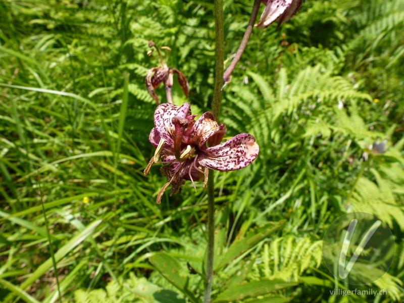 Türkenbund: Blüten