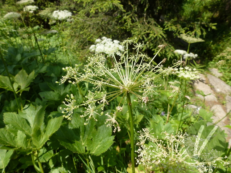 Meisterwurz: Früchte, Blüten