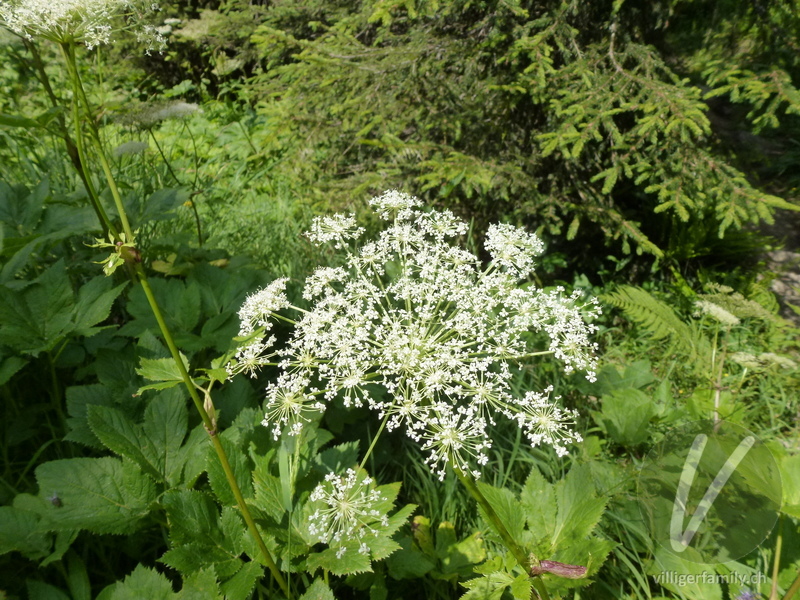 Meisterwurz: Blüten