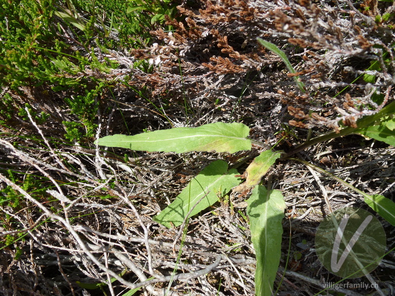 Betonienblättrige Rapunzel: Blätter