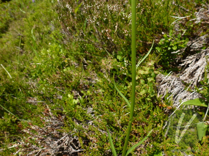 Betonienblättrige Rapunzel: Stengel, Blätter