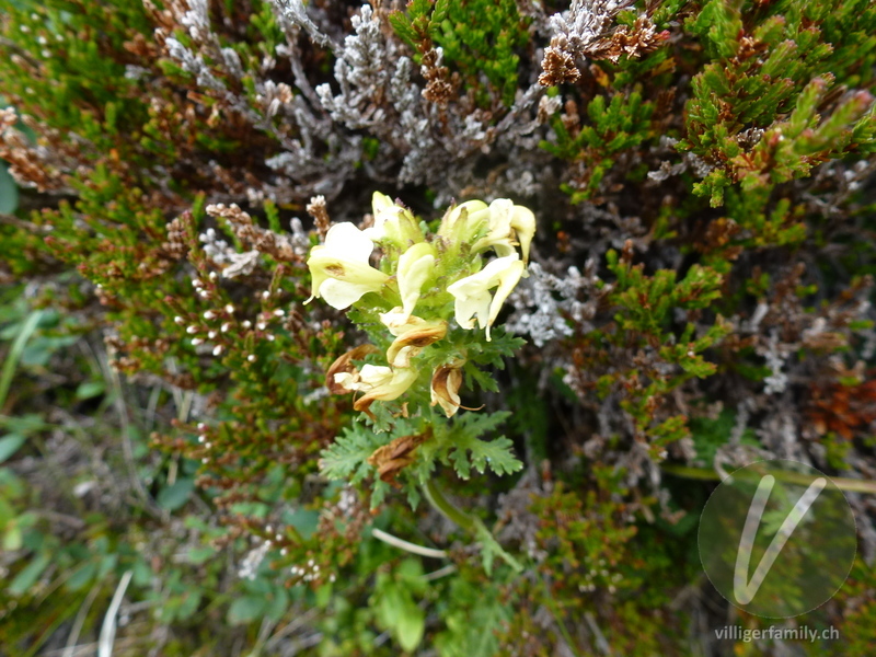 Knolliges Läusekraut: Blüten