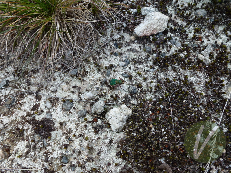 Feld-Sandlaufkäfer: 