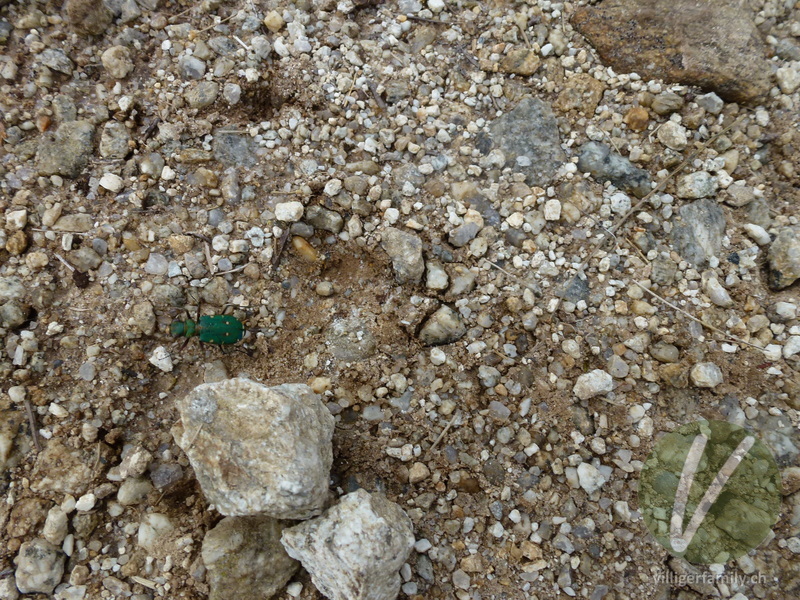 Feld-Sandlaufkäfer: 