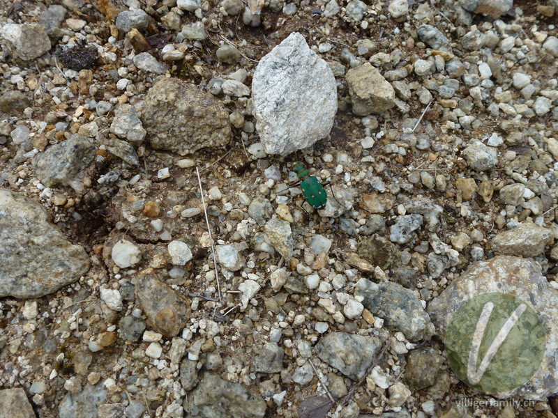 Feld-Sandlaufkäfer: 