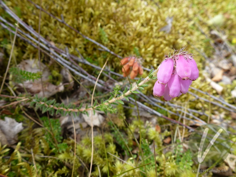 Glockenheide: Blüten