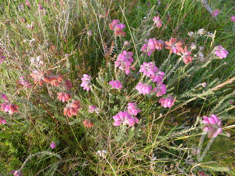 Graue Heide: Blüten, Gesamtbild
