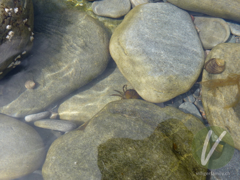 Strandkrabbe: 