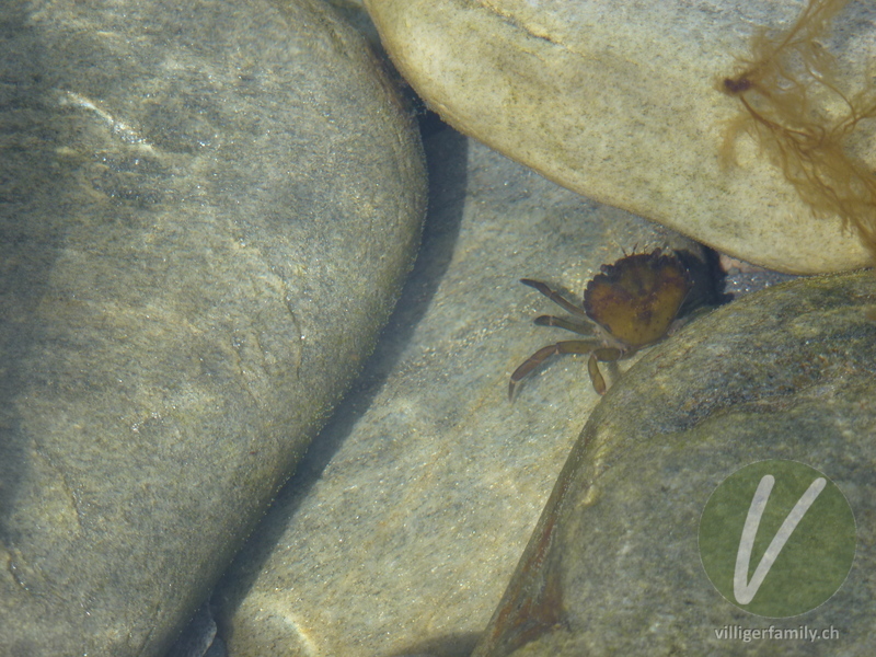 Strandkrabbe: 