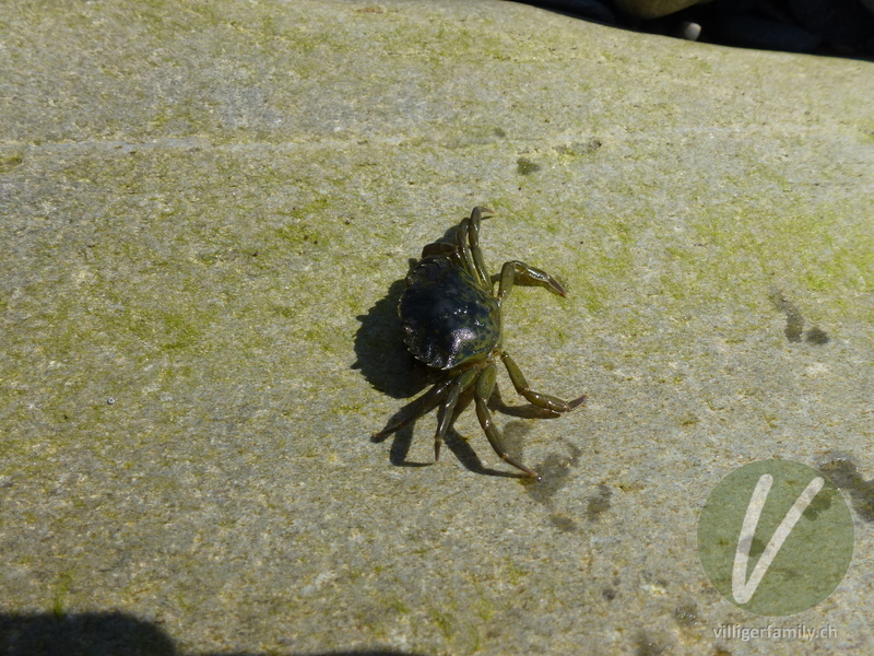 Strandkrabbe: 