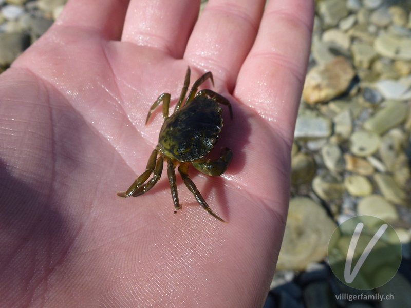 Strandkrabbe: 