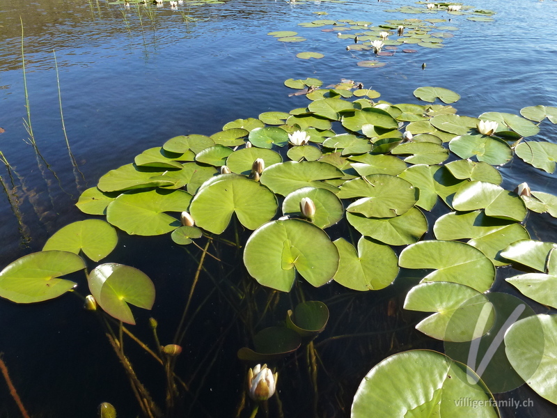 Weisse Seerose: Blüten, Blätter, Gesamtbild