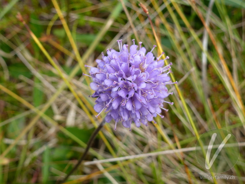 Abbisskraut: Blüten