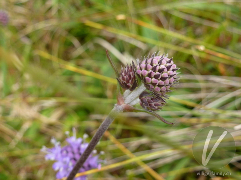 Abbisskraut: Blüten