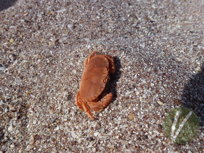 Strandkrabbe: 