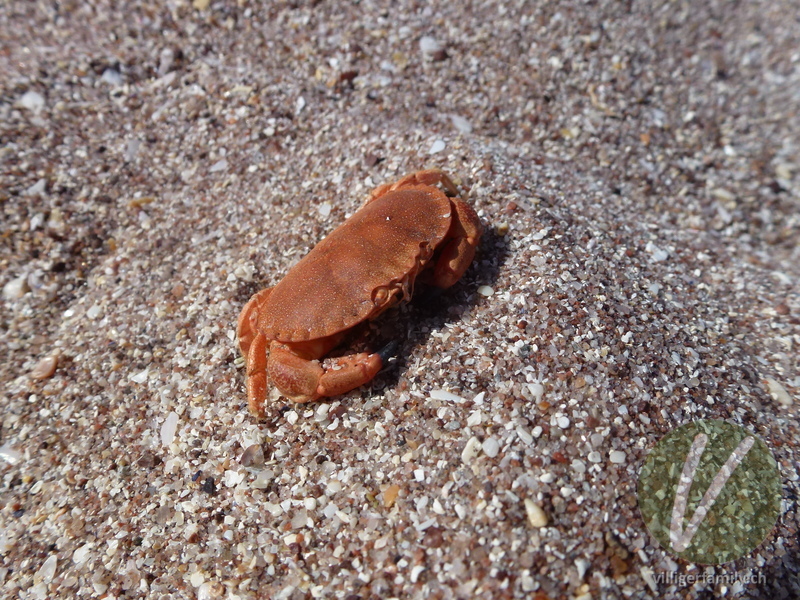 Strandkrabbe: 